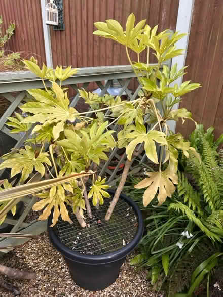 Photo of free Big Fatsia (CH62 bromborough) #1