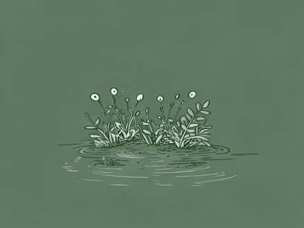 Photo of free pond oxygenation plants (Presteigne LD8) #1