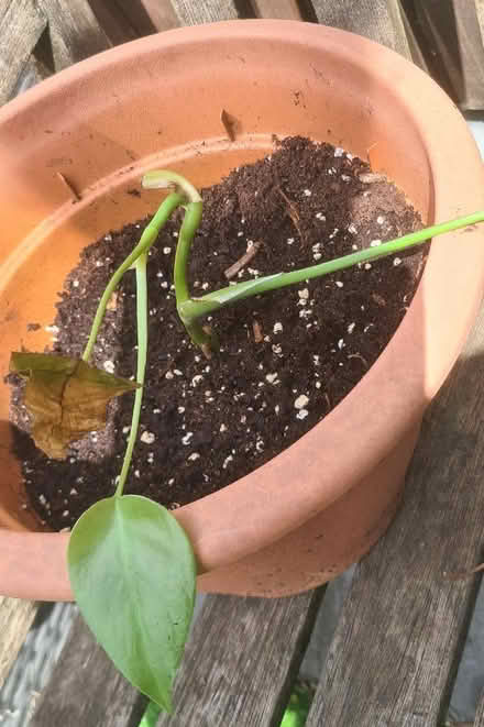 Photo of free Monstera rooted cuttings (Harold Wood RM3) #2
