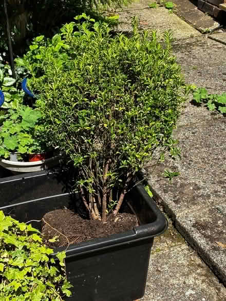 Photo of free evergreen shrub (Cheadle Hulme SK8) #2