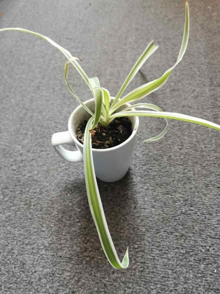 Photo of free Spider plant (Toxteth L8) #1