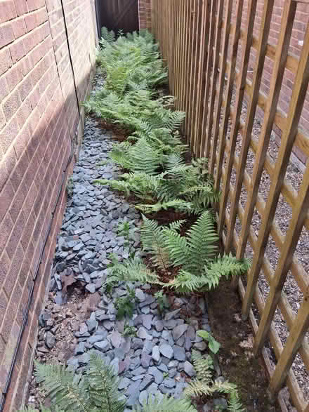 Photo of free Ferns (Great Amwell SG12) #1