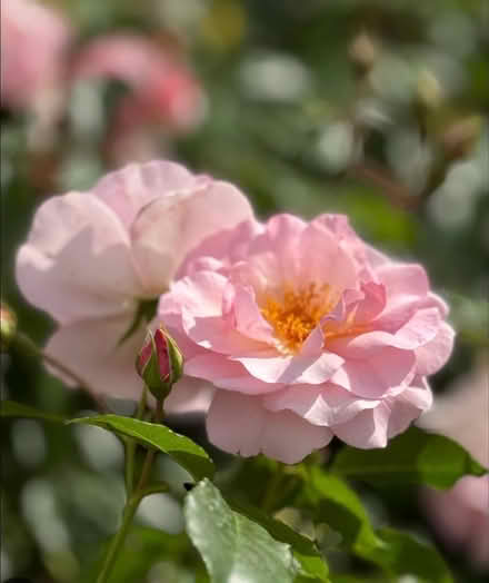 Photo of free Pale pink climbing rose, quite big (LS21) #1