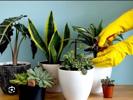 Photo of Indoor plants & spare pots (Ilkeston DE7) #1