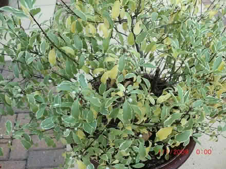 Photo of free Garden shrub (Bilton HG1) #3
