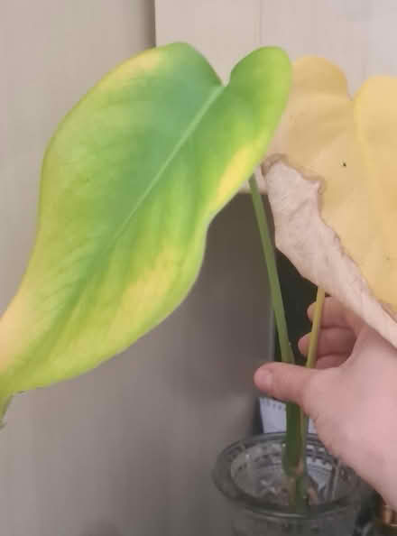 Photo of free Monstera rooted cuttings (Harold Wood RM3) #1