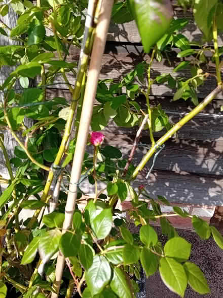 Photo of free Plant, terracotta pot (Callow Hereford HR2) #3