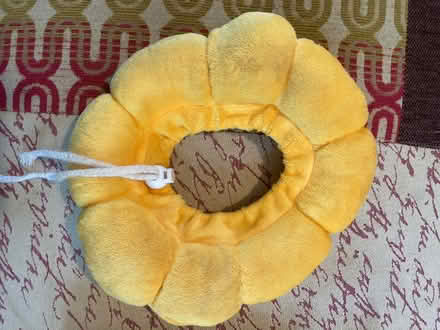 Photo of free Soft ‘cone of shame’ for cats (Great Leighs CM3) #1