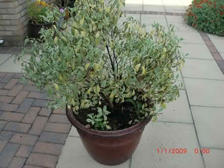 Photo of free Garden shrub (Bilton HG1) #2