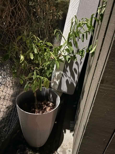 Photo of free Potted Plant with Tall Planter (1075 Valencia Avenue) #4
