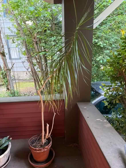 Photo of free Potted palm (U-district) #2