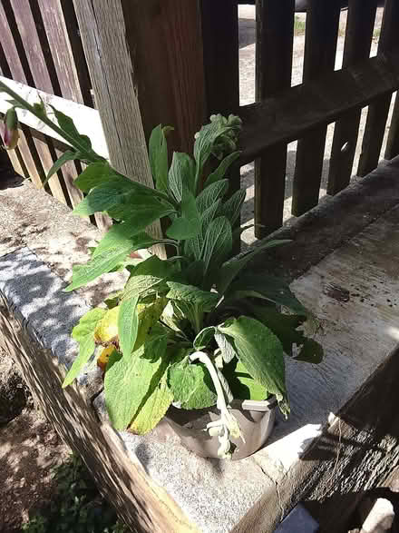 Photo of free 3 foxgloves (Landport BN7) #1