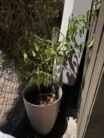 Photo of free Potted Plant with Tall Planter (1075 Valencia Avenue) #3