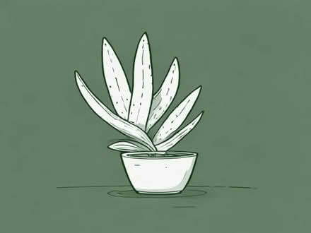 Photo of free Garden yucca, s plants (Horsford NR10) #1