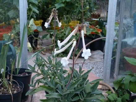 Photo of free Sinninngia tubiflora (Paignton TQ4) #2
