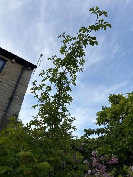 Photo of free Pale pink climbing rose, quite big (LS21) #2
