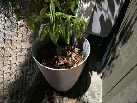 Photo of free Potted Plant with Tall Planter (1075 Valencia Avenue) #2