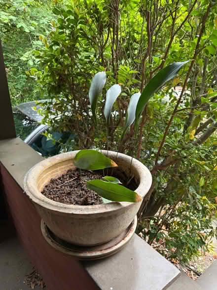 Photo of free Plant in stone pot (U-district) #1