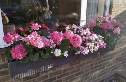 Photo of free 4 self watering window boxes (Lechuza) (Datchworth SG3) #4