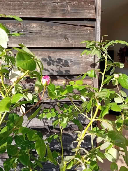 Photo of free Plant, terracotta pot (Callow Hereford HR2) #4