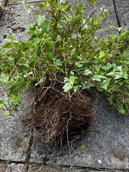 Photo of free Ivy (Cheadle Hulme SK8) #2