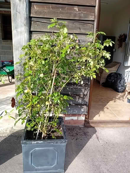 Photo of free Plant, terracotta pot (Callow Hereford HR2) #1