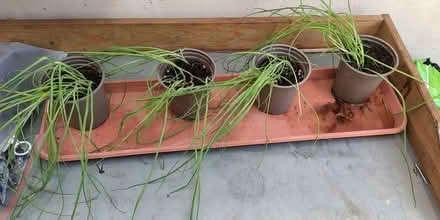 Photo of free Leeks ready to plant out (BH9, Winton) #1