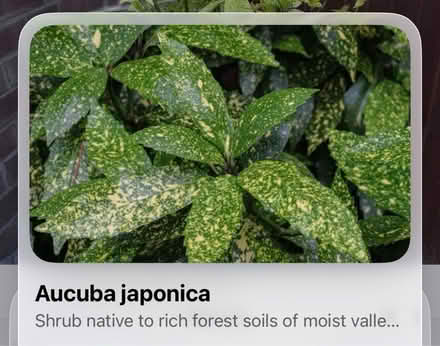 Photo of free Aucuba #2 (CH62 bromborough) #2