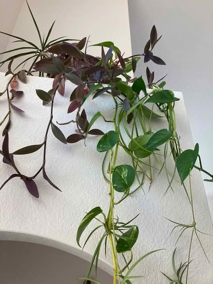 Photo of free Pothos and Purple Hearts Cuttings (Near Eubank Costco) #3