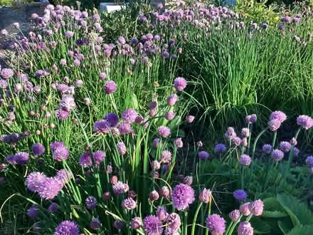 Photo of free Dozens of Chive Plants (Stainton CA11) #1