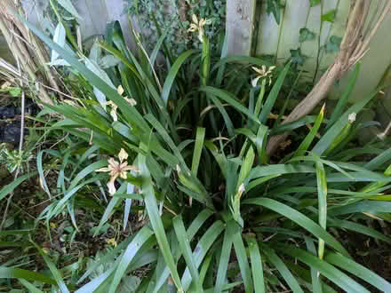 Photo of free Iris Foetidissima plants (The Plantation GL5) #1