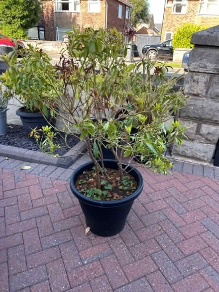 Photo of free Pieras fairly big (CH62 bromborough) #1