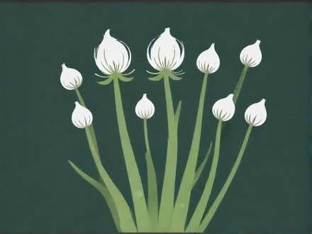 Photo of free Chive Seeds (Newent GL18) #1