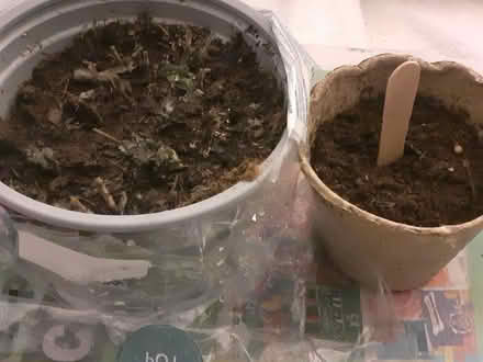 Photo of free Basil n Coriander Plants (Birmingham City Centre B4) #1