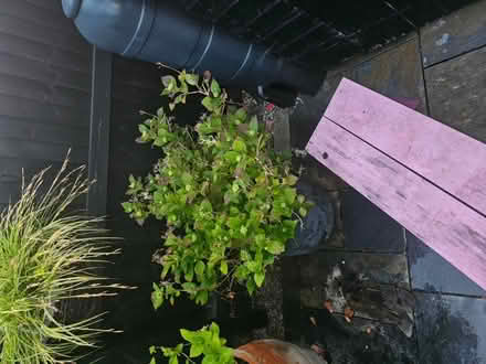 Photo of free Two hydrangea plants in pots (Warmley) #1