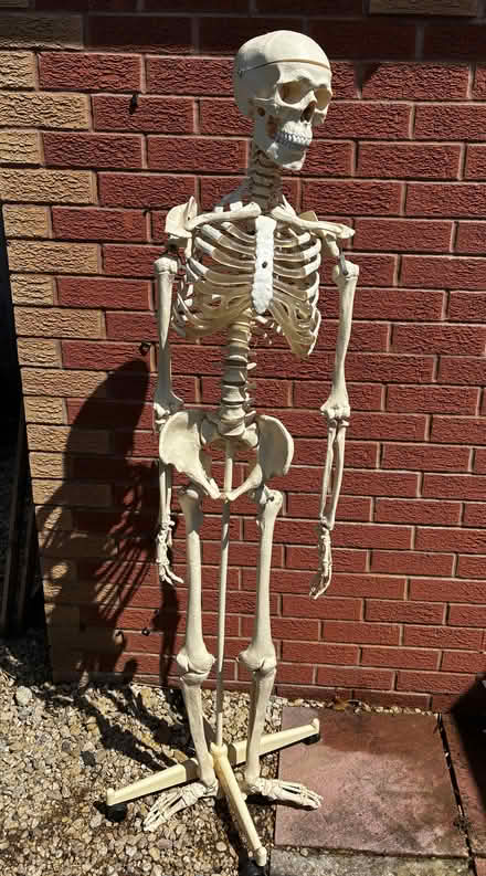 Photo of free Life Size Skeleton Model (BS10) #1