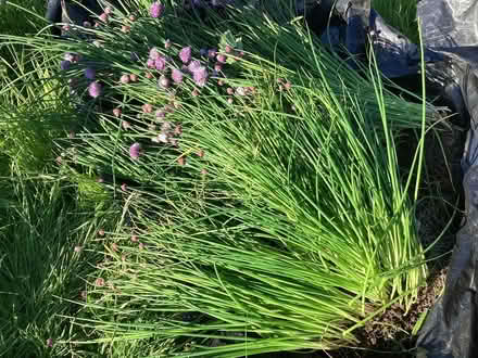 Photo of free Dozens of Chive Plants (Stainton CA11) #3