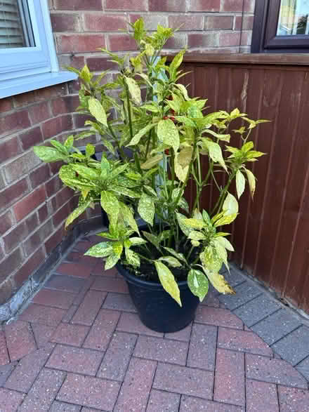 Photo of free Aucuba (CH62 bromborough) #1