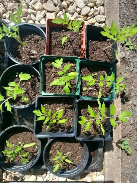 Photo of free Tomato Plants (Odd Down BA2) #1