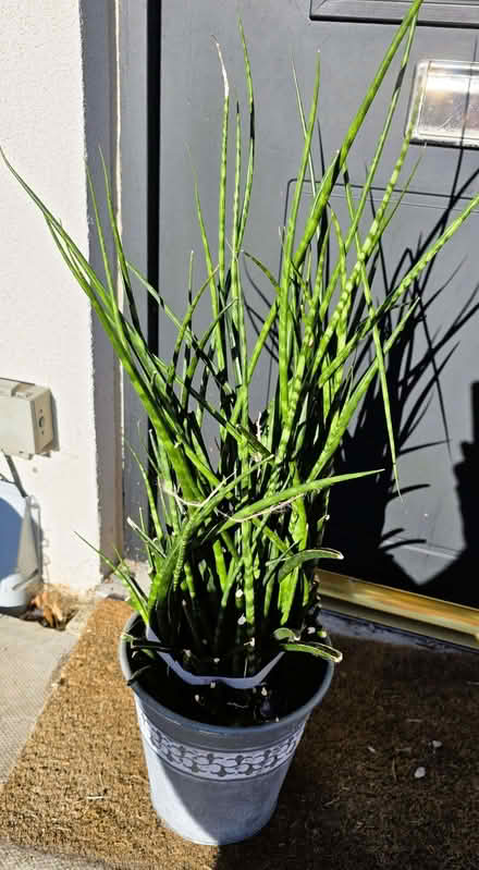 Photo of free Cylindrica snake plant. (Kendal LA9) #1