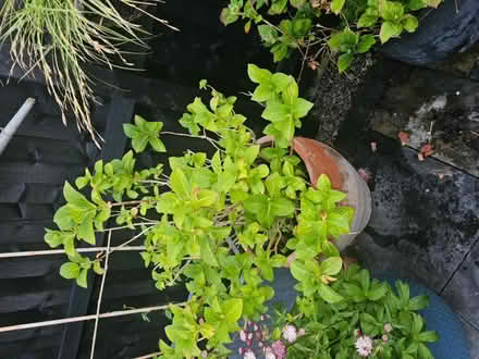 Photo of free Two hydrangea plants in pots (Warmley) #2