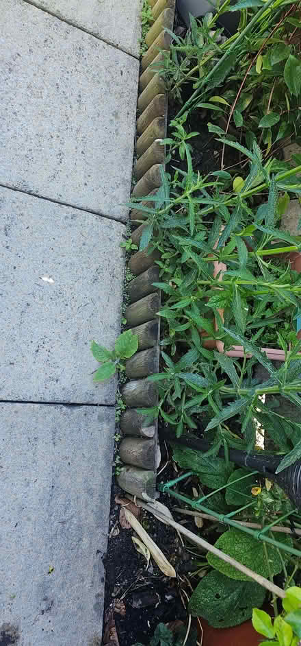 Photo of free Wood Fence Edging (Beswick M11) #1