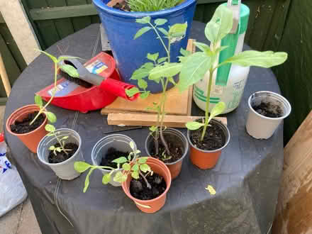 Photo of free Cherry Tom snd sunflowers (Letchworth wilbury) #1
