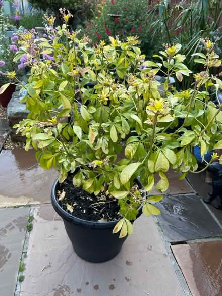 Photo of free Choysa (CH62 bromborough) #1
