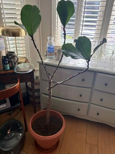 Photo of free Fig tree and pot (N6 4HP) #1