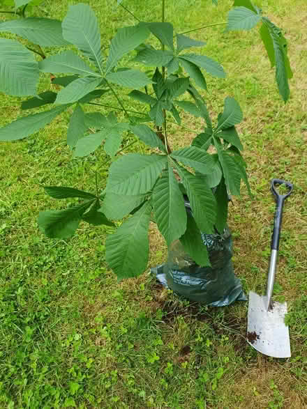 Photo of free Horse chestnut/conker tree (Clewer Green SL4) #1