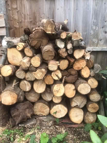 Photo of free Logs (B9 bordesley green) #1