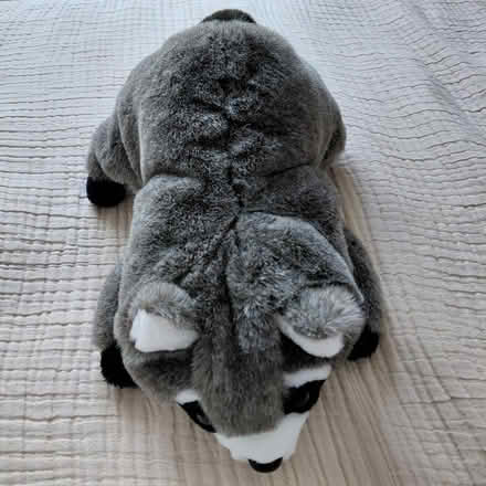 Photo of free Raccoon puppet (Union City) #1