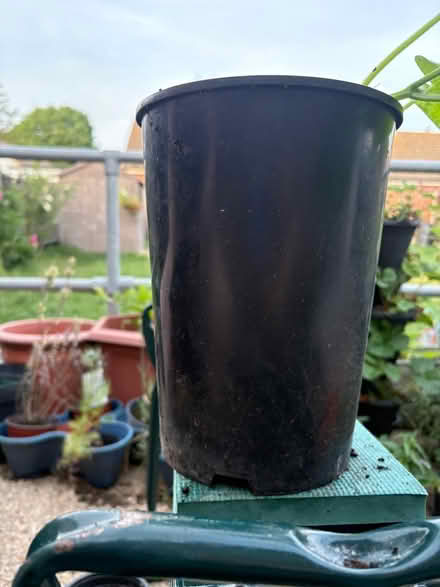 Photo of Large pot usually that roses come in 16x20cm roughly (The Stow CM20) #1