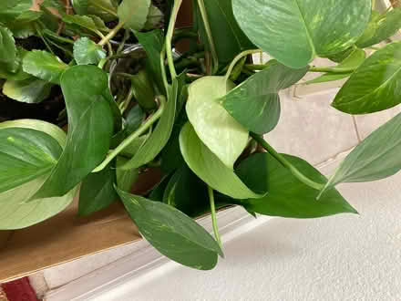 Photo of free Pothos and Purple Hearts Cuttings (Near Eubank Costco) #2